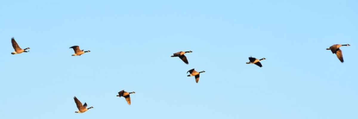 Image of bird flight formation